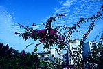 花映蓝天 碧波流云