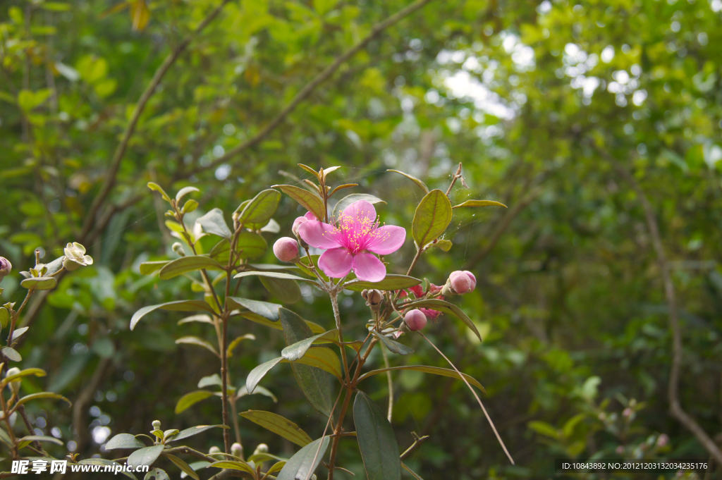 桃花