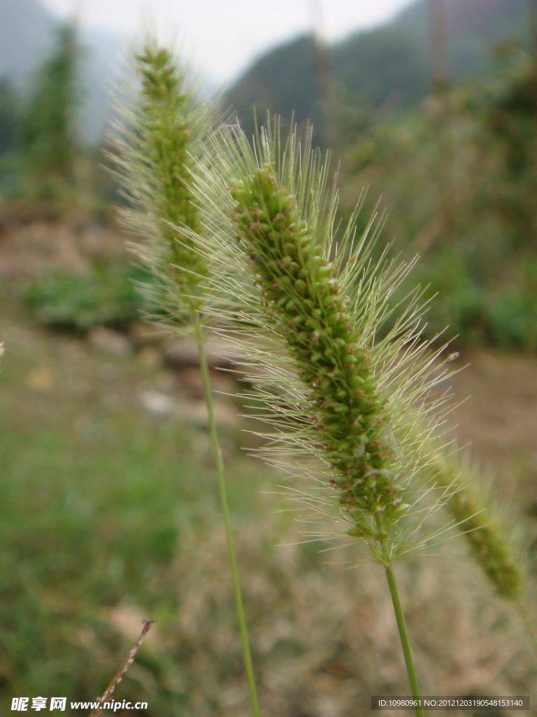 马尾草