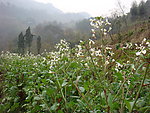 萝卜花
