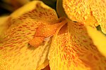 花卉