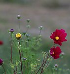 花卉(非高清)