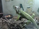 野生动物 绿鼠蜥
