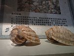 海洋生物 蛤蜊