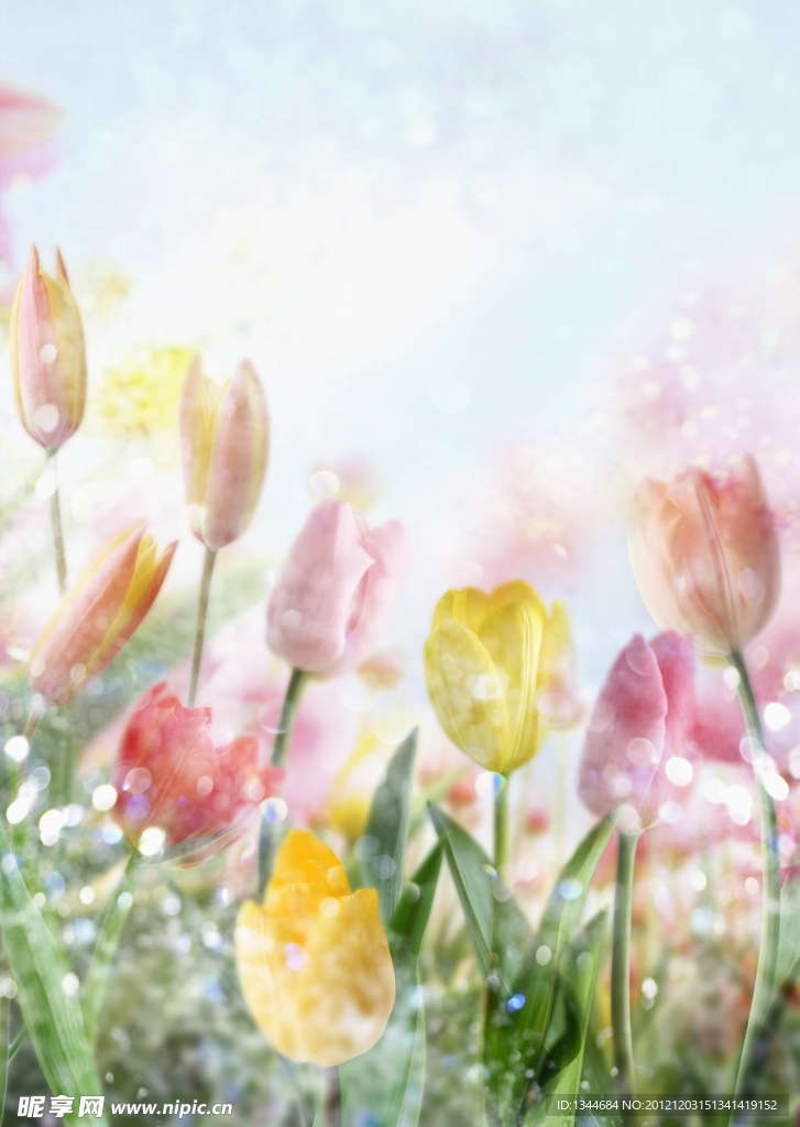 郁金香花