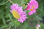 翠菊