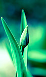 郁金香花蕾