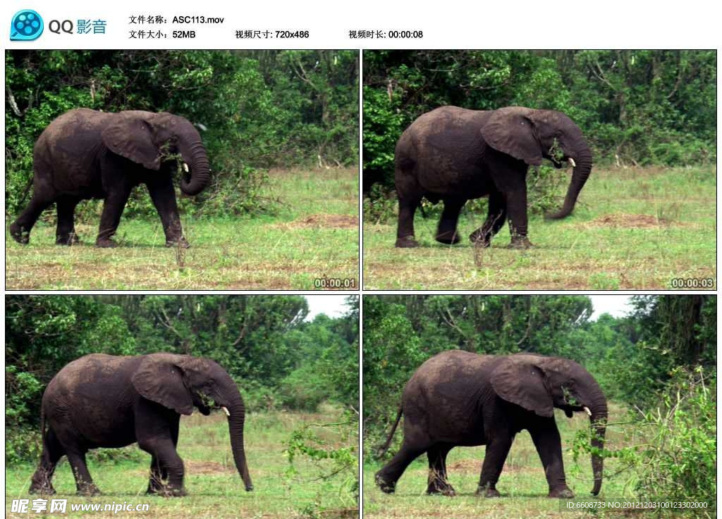 非洲大象视频实拍素材