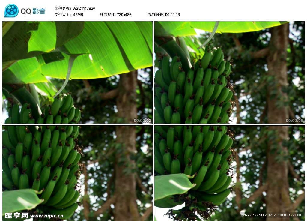 热带香蕉树视频实拍素材