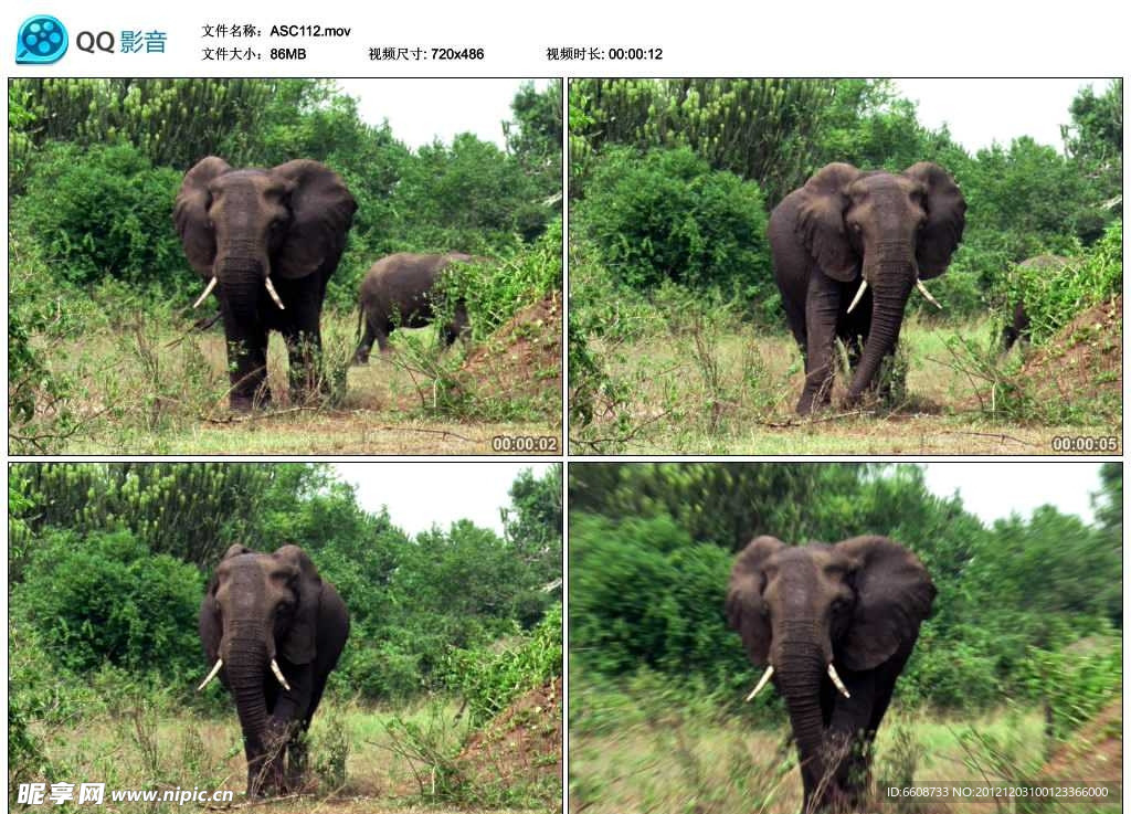 非洲野生大象视频实拍素材