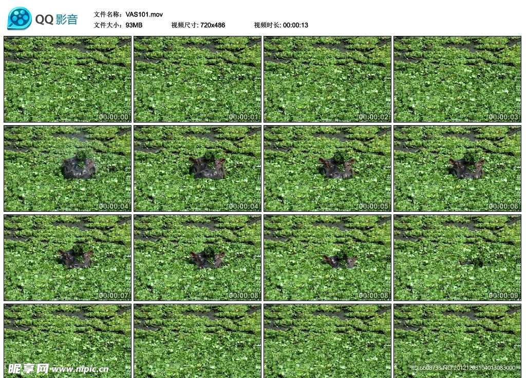 野生河马保护动物视频实拍素材