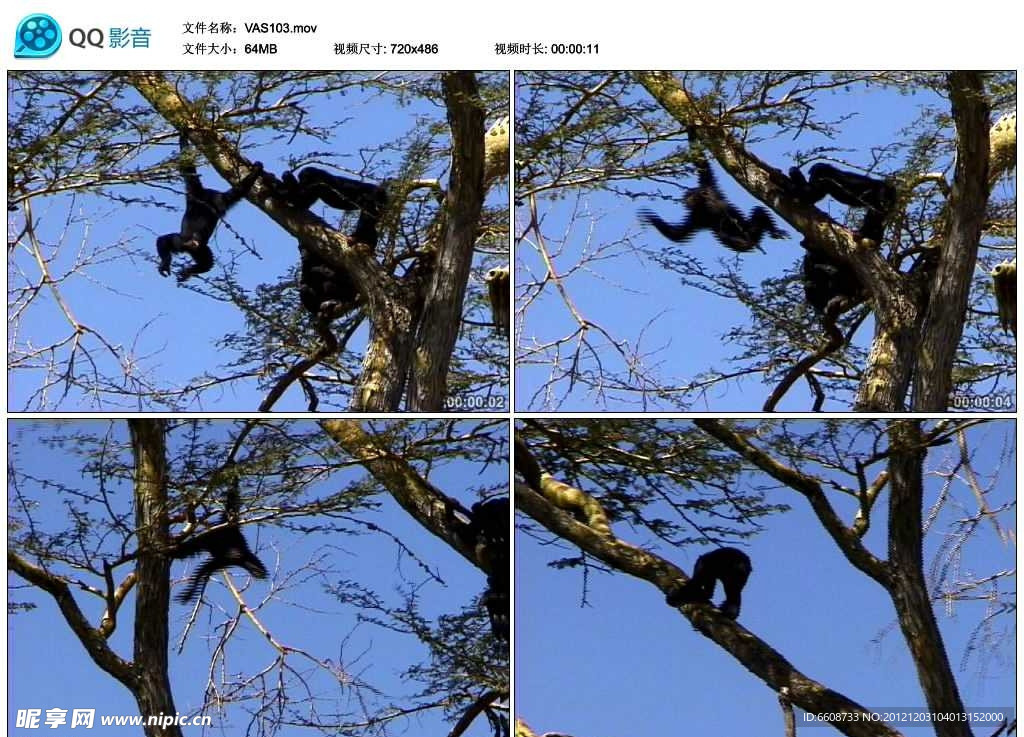 非洲野生猴子视频实拍素材