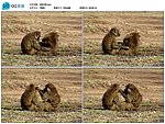 野生猴子视频实拍素材