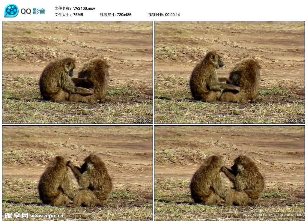 野生猴子视频实拍素材