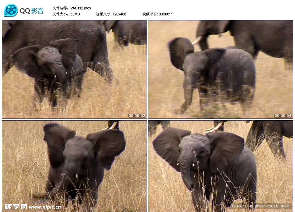 非洲大象视频实拍素材