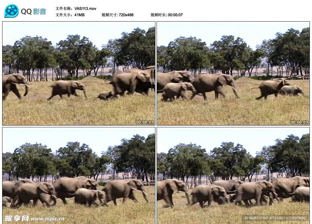 非洲象群视频实拍素材