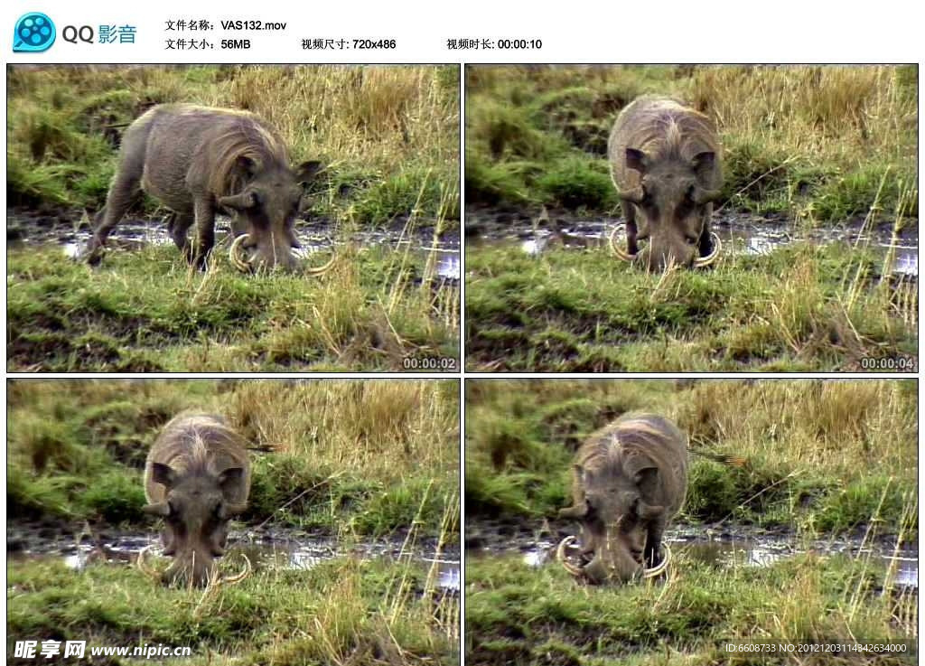 非洲野猪视频实拍素材