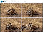 豺狼野狗视频实拍素材