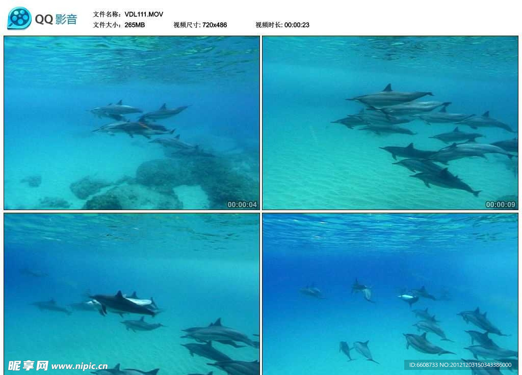 海豚游泳视频实拍素材