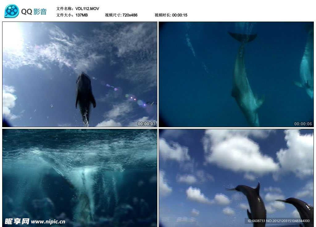 碧海蓝天海豚视频实拍素材