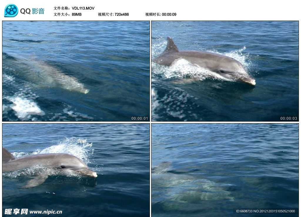 大海海豚视频实拍素材