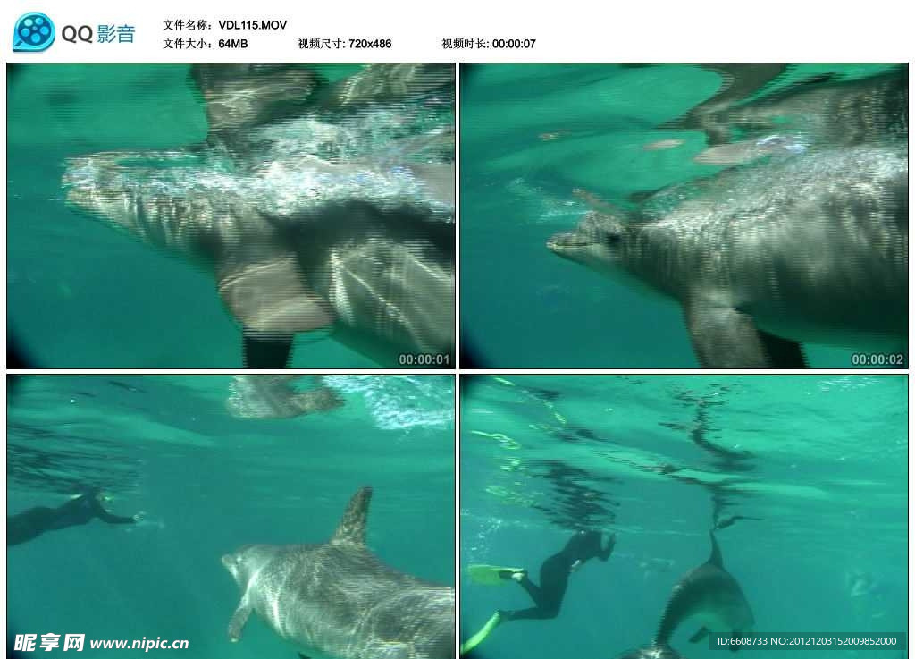 深海海豚视频实拍素材