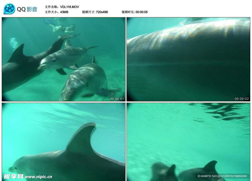海豚视频实拍素材