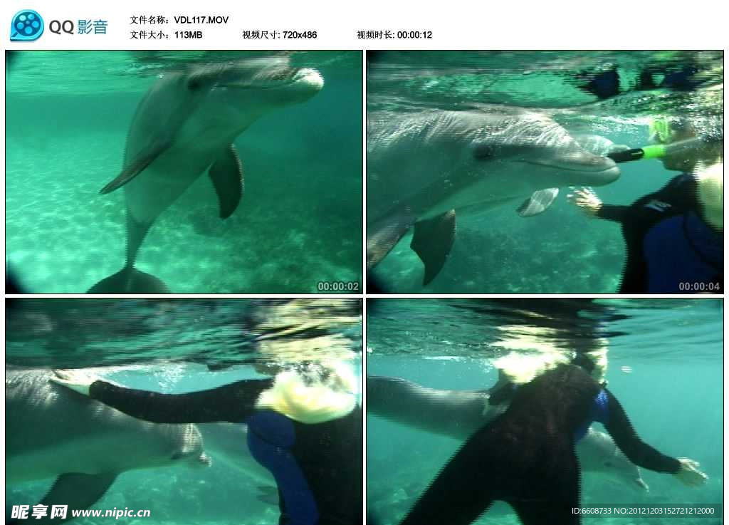 潜水员和海豚视频实拍素材