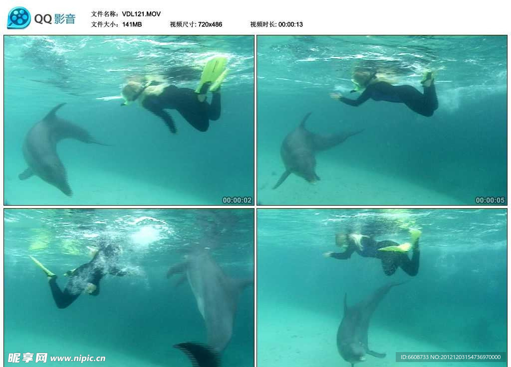 海豚和潜水员视频实拍素材