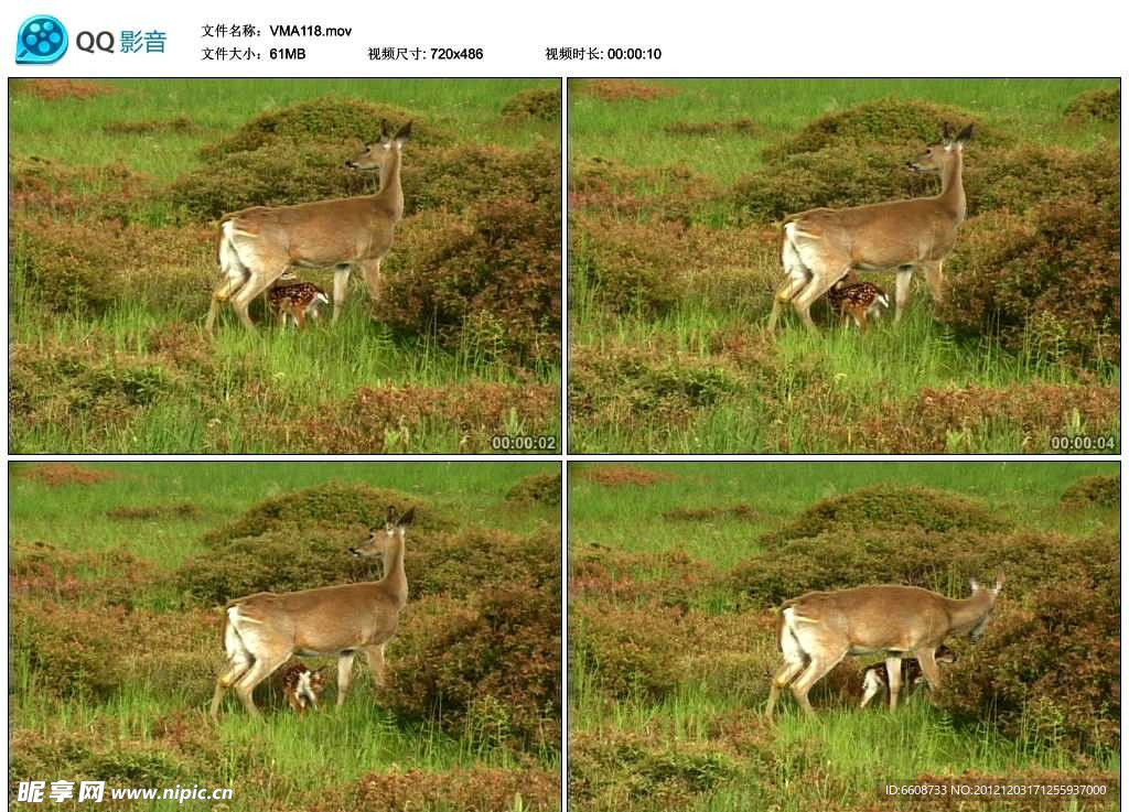 小鹿梅花鹿视频实拍素材