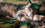 猫咪