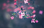 粉色小花
