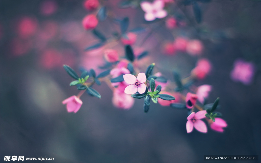 粉色小花