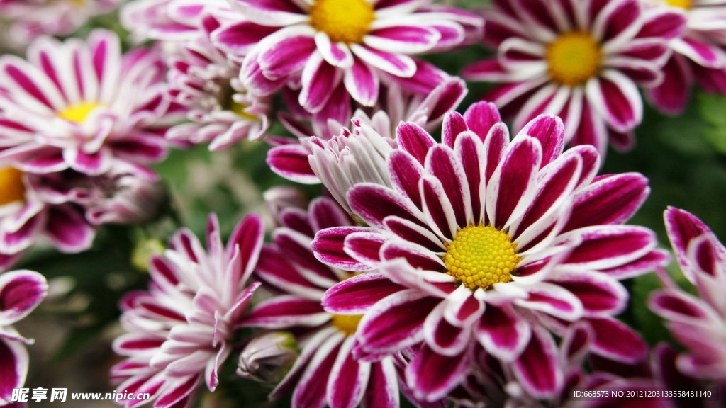 雏菊