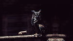 猫头鹰