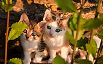 小猫