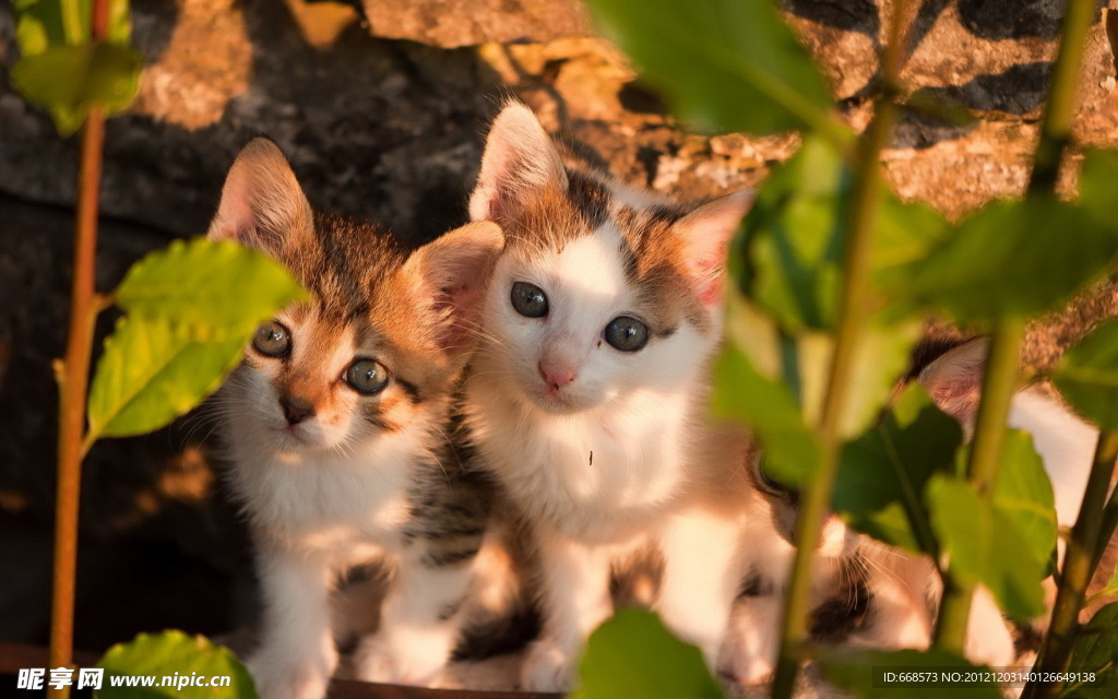 小猫