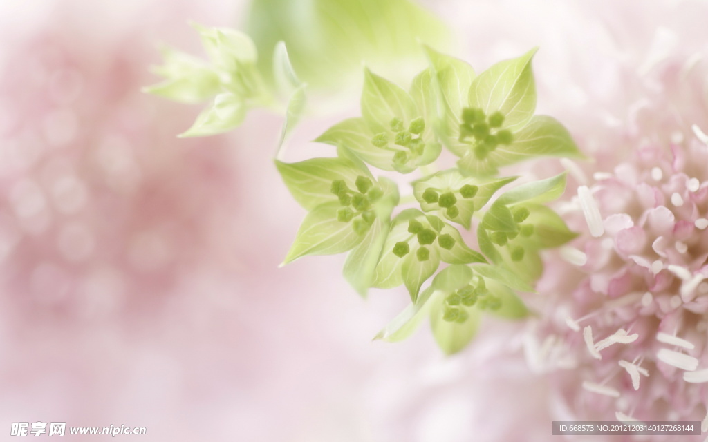 绿色植物