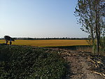 家乡田园