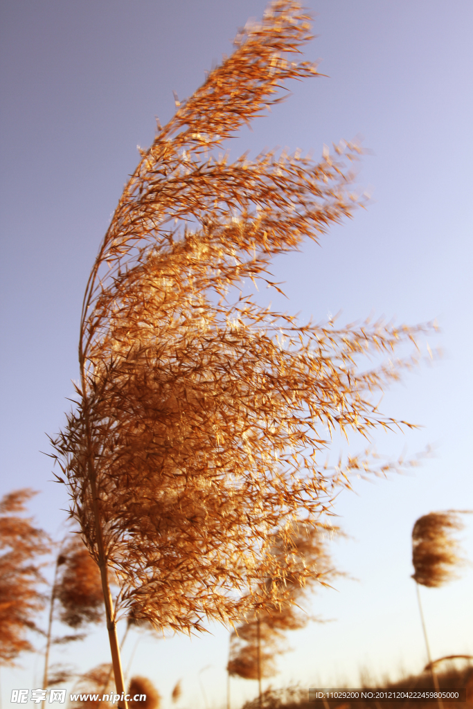芦苇