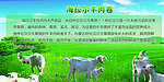 羊肉卷