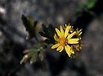 野菊花
