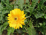 雏菊