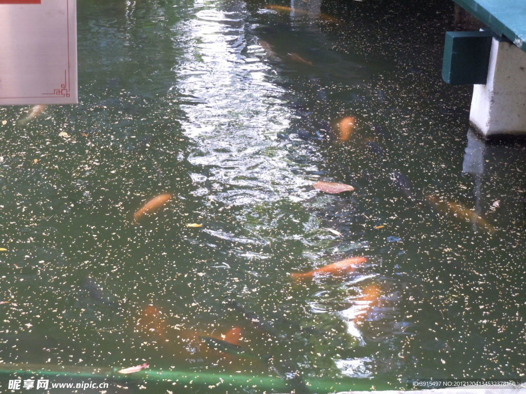 锦鲤