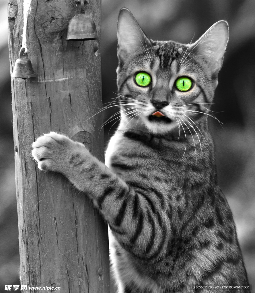 小猫