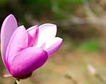郁金香