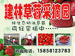 草莓采摘广告