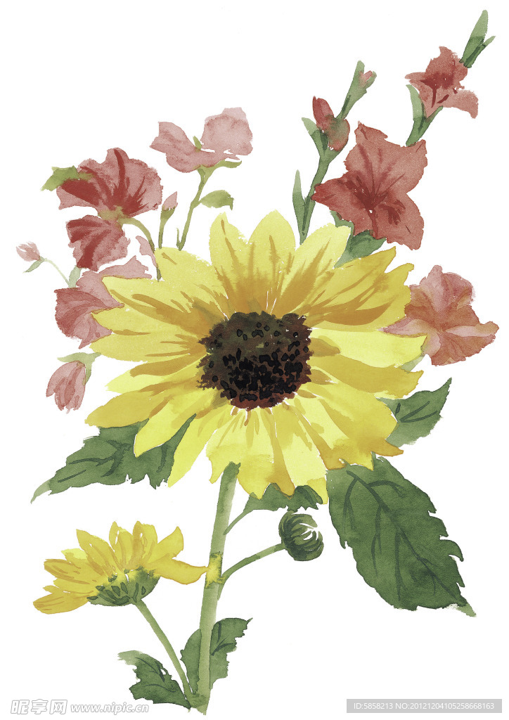 葵花