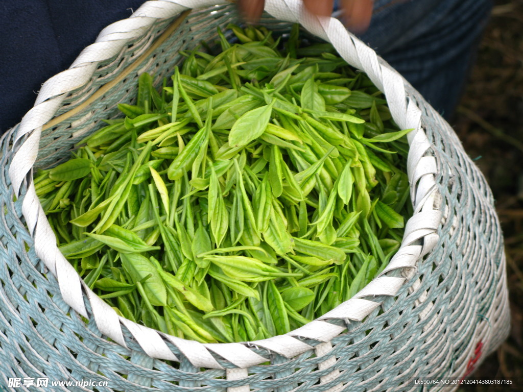 茶叶