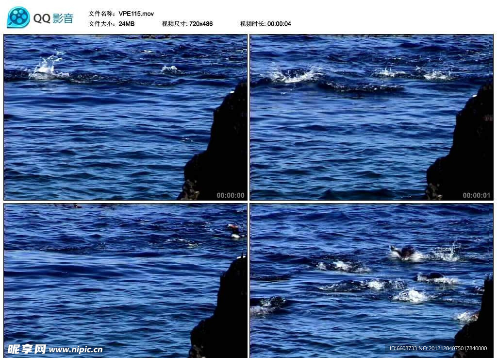 企鹅跳水视频实拍素材